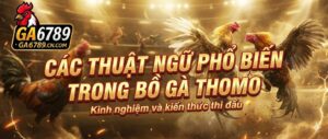 cac-thuat-ngu-pho-bien-trong-bo-ga-thomo
