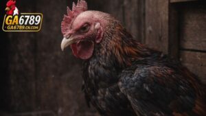 Cách nhận biết gà bị rót và nhát người để phục hồi bản lĩnh chiến kê