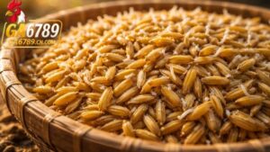 Lợi ích vượt trội của thóc mầm đối với gà đá