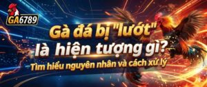 ga-da-bi-luot-la-hien-tuong-gi