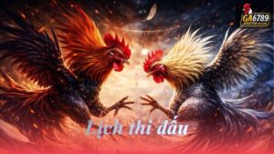 lich-thi-dau-da-ga-thomo-thang-12-2025