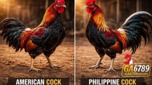 Nguồn gốc và lịch sử phát triển của hai dòng gà danh tiếng