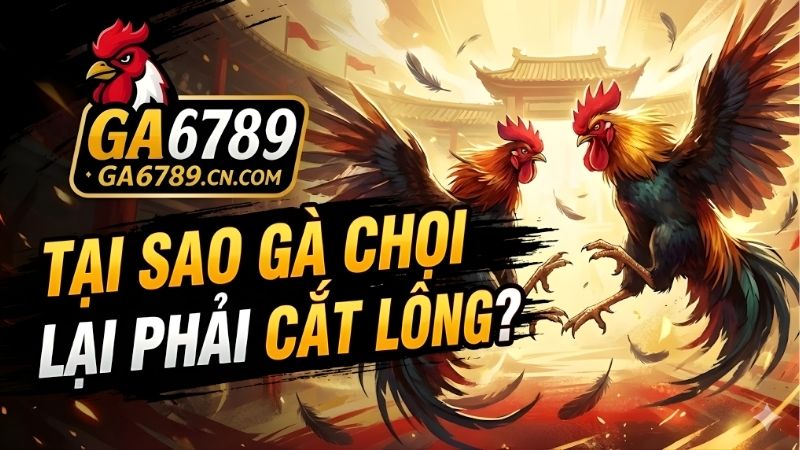 tai-sao-ga-choi-lai-phai-cat-long
